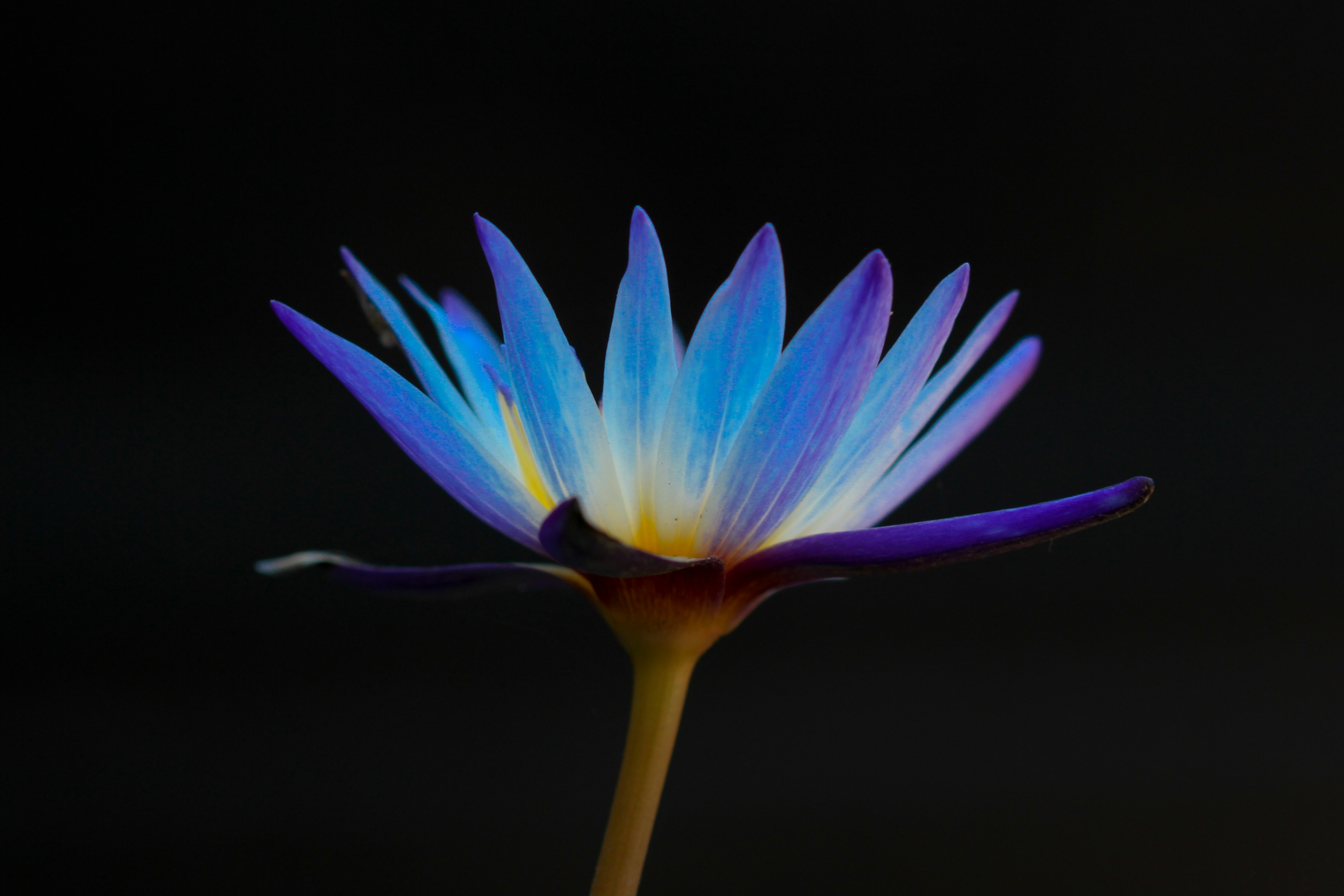 purple and blue flower